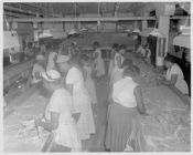 Women sorting tobacco